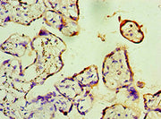 Immunohistochemistry of paraffin-embedded human placenta tissue using CSB-PA008698ESR1HU at dilution of 1:100