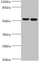 Western blot All lanes: Peptidyl-prolyl cis-trans isomerase FKBP4 antibody at 1ug/ml Lane 1: Hela whole cell lysate Lane 2: MCF-7 whole cell lysate Secondary Goat polyclonal to rabbit IgG at 1/10000 dilution Predicted band size: 52 kDa Observed ba...