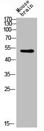Western blot analysis of Mouse-brain lysis using GATA-2/3 antibody.