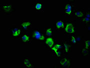 Immunofluorescence staining of MCF-7 cells with CSB-PA008734LA01HU at 1:266, counter-stained with DAPI. The cells were fixed in 4% formaldehyde, permeabilized using 0.2% Triton X-100 and blocked in 10% normal Goat Serum. The cells were then incuba...