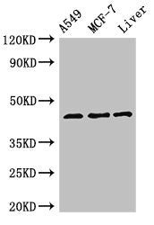 Western Blot Positive WB detected in: A549 whole cell lysate, MCF-7 whole cell lysate, Rat liver tissue All lanes: FMOD antibody at 3ug/ml Secondary Goat polyclonal to rabbit IgG at 1/50000 dilution Predicted band size: 44 kDa Observed band size:...