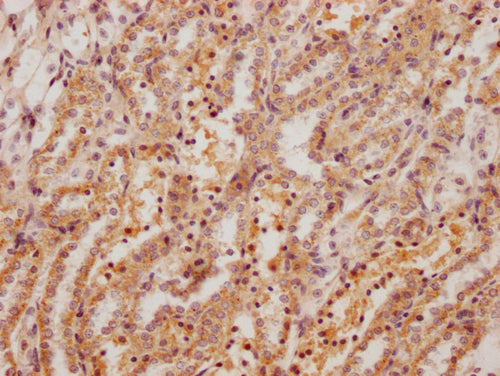 IHC image of CSB-PA008759HA01RA diluted at 1:200 and staining in paraffin-embedded rat kidney tissue performed on a Leica BondTM system. After dewaxing and hydration, antigen retrieval was mediated by high pressure in a citrate buffer (pH 6.0). Se...