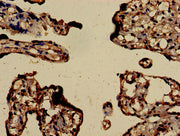 Immunohistochemistry of paraffin-embedded human placenta tissue using CSB-PA00875A0Rb at dilution of 1:100