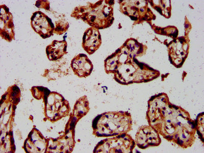 IHC image of CSB-PA008784LA01HU diluted at 1:800 and staining in paraffin-embedded human placenta tissue performed on a Leica BondTM system. After dewaxing and hydration, antigen retrieval was mediated by high pressure in a citrate buffer (pH 6.0)...