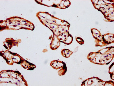 IHC image of CSB-PA008786LA01HU diluted at 1:400 and staining in paraffin-embedded human placenta tissue performed on a Leica BondTM system. After dewaxing and hydration, antigen retrieval was mediated by high pressure in a citrate buffer (pH 6.0)...
