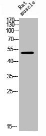 Western Blot analysis of RAT-MUSCLE cells using GFAP Polyclonal Antibody