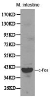 Western blot analysis of extracts of mouse intestine, using c-Fos antibody.