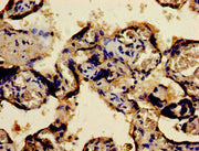 Immunohistochemistry of paraffin-embedded human placenta tissue using CSB-PA008791LA01HU at dilution of 1:100