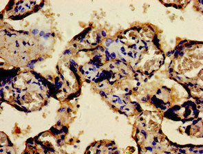 Immunohistochemistry of paraffin-embedded human placenta tissue using CSB-PA008791LA01HU at dilution of 1:100