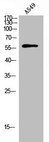 Western Blot analysis of A549 cells using Phospho-HBP1 (S402) Polyclonal Antibody
