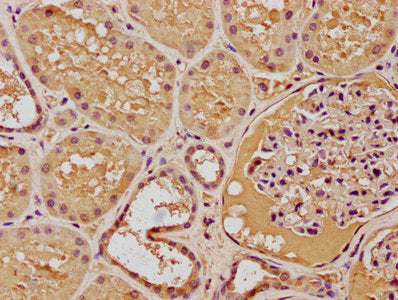 IHC image of CSB-PA008839OA01HU diluted at 1:100 and staining in paraffin-embedded human kidney tissue performed on a Leica BondTM system. After dewaxing and hydration, antigen retrieval was mediated by high pressure in a citrate buffer (pH 6.0)....