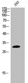 Western Blot analysis of 293 cells using Phospho-BAM32 (Y139) Polyclonal Antibody