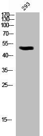 Western Blot analysis of 293 cells using Phospho-Pdcd-4 (S457) Polyclonal Antibody