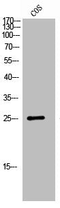 Western Blot analysis of COS7 cells using GPR40 Polyclonal Antibody