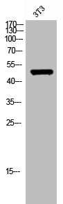 Western Blot analysis of 3T3 cells using TRIM59 Polyclonal Antibody