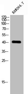 Western Blot analysis of RAW264.7 cells using GPS2 Polyclonal Antibody