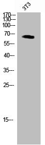 Western Blot analysis of COLO cells using Phospho-GRB10 (Y67) Polyclonal Antibody