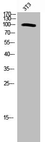 Western Blot analysis of NIH-3T3 cells using GluR4 Polyclonal Antibody