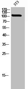 Western Blot analysis of 3T3 cells using GluR-δ2 Polyclonal Antibody