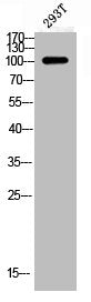 Western Blot analysis of 293T using Phospho-NMDAζ1 (S896) Polyclonal Antibody.
