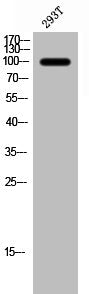 Western Blot analysis of 3T3 cells using NMDAζ1 Polyclonal Antibody