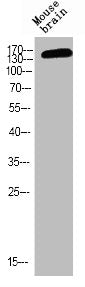 Western blot analysis of MOUSE-BRAIN using p-NMDAε2 (Y1474) antibody.