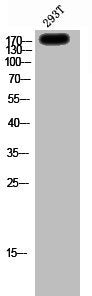 Western Blot analysis of 293T cells using NMDAε4 Polyclonal Antibody
