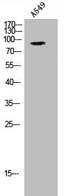 Western Blot analysis of A549 cells using Phospho-GR (S203) Polyclonal Antibody