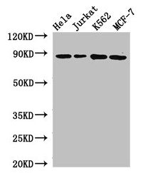 Western Blot Positive WB detected in: Hela whole cell lysate, Jurkat whole cell lysate, K562 whole cell lysate, MCF-7 whole cell lysate All lanes: CANX antibody at 2.7µg/ml Secondary Goat polyclonal to rabbit IgG at 1/50000 dilution Predicted band...
