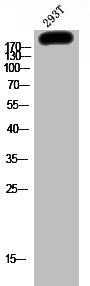 Western Blot analysis of 293T cells using Phospho-GRF-1 (Y1087) Polyclonal Antibody