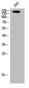 Western Blot analysis of 3T3 cells using Phospho-GRF-1 (Y1105) Polyclonal Antibody