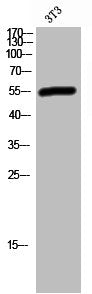 Western Blot analysis of 3T3 cells using eRF3a Polyclonal Antibody