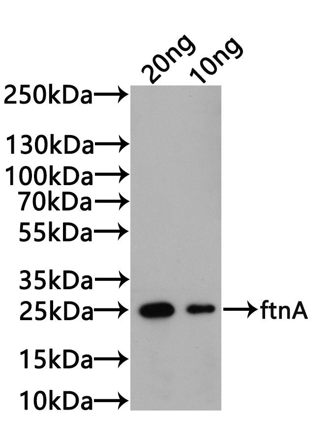 Western Blot Positive WB detected in: CSB-EP009053HUV（DA05657a7g0）(20µg), CSB-EP009053HUV（DA05657a7g0）（10µg) All lanes: ftnA antibody at 1:1000 Secondary Goat polyclonal to rabbit IgG at 1/20000 dilution Predicted band size: 24.8kDa Observed band...