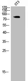 Western Blot analysis of 293 cells using Phospho-Glycogen Synthase 1 (S645) Polyclonal Antibody