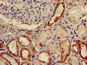 Immunohistochemistry of paraffin-embedded human kidney tissue using CSB-PA009068LA01HU at dilution of 1:100