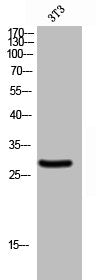 Western Blot analysis of 3T3 cells using Granzyme B/H Polyclonal Antibody