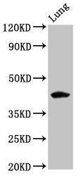 Western Blot Positive WB detected in: Rat lung tissue All lanes: FUT3 antibody at 5.3ug/ml Secondary Goat polyclonal to rabbit IgG at 1/50000 dilution Predicted band size: 43 kDa Observed band size: 43 kDa