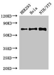 Western Blot Positive WB detected in: HEK293 whole cell lysate, Hela whole cell lysate, NIH/3T3 whole cell lysate All lanes: FXR1 antibody at 3ug/ml Secondary Goat polyclonal to rabbit IgG at 1/50000 dilution Predicted band size: 70, 61, 60 kDa Ob...