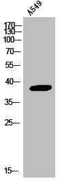 Western Blot analysis of A549 cells using Annexin I Polyclonal Antibody