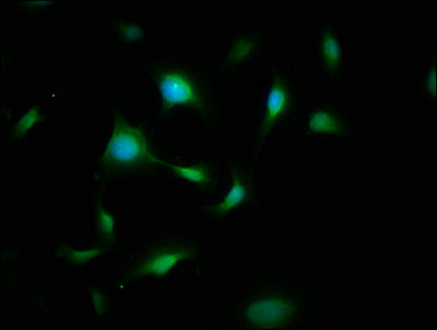 Immunofluorescence staining of U251 cells with CSB-PA009101LA01HU at 1:200, counter-stained with DAPI. The cells were fixed in 4% formaldehyde, permeabilized using 0.2% Triton X-100 and blocked in 10% normal Goat Serum. The cells were then incubat...
