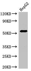 Western Blot Positive WB detected in: HepG2 whole cell lysate All lanes: GABRB3 antibody at 2.7µg/ml Secondary Goat polyclonal to rabbit IgG at 1/50000 dilution Predicted band size: 55, 47, 46 kDa Observed band size: 55 kDa