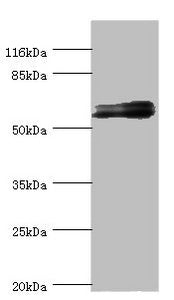 Western blot All lanes: GABRR1 antibody at 1.25ug/ml + Mouse eye tissue Secondary Goat polyclonal to rabbit IgG at 1/10000 dilution Predicted band size: 56, 54, 46 kDa Observed band size: 56 kDa