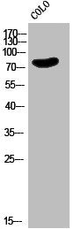 Western Blot analysis of COLO cells using EMR2 Polyclonal Antibody