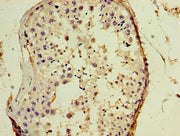 Immunohistochemistry of paraffin-embedded human testis tissue using CSB-PA009186EA01HUat dilution of 1:100