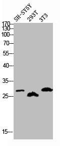 Western blot analysis of SH-SY5Y 293T 3T3 lysis using Phospho-DREAM (S63) antibody.