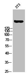 Western blot analysis of 3T3 using p-ACCα (S80) antibody.