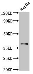 Western Blot Positive WB detected in: HepG2 whole cell lysate All lanes: GALR1 antibody at 2µg/ml Secondary Goat polyclonal to rabbit IgG at 1/50000 dilution Predicted band size: 39 kDa Observed band size: 39 kDa