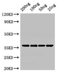Western Blot Positive WB detected in Recombinant protein All lanes: GAPDH antibody at 3ug/ml Secondary Goat polyclonal to rabbit IgG at 1/50000 dilution predicted band size: 36 kDa observed band size: 36 kDa