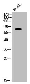 Western Blot analysis of HepG2 cells using Phospho-Nur77 (S351) Polyclonal Antibody