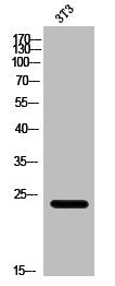 Western Blot analysis of 3T3 cells using eIF4E3 Polyclonal Antibody